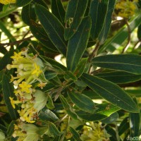 Lasiosiphon glaucus Fresen.